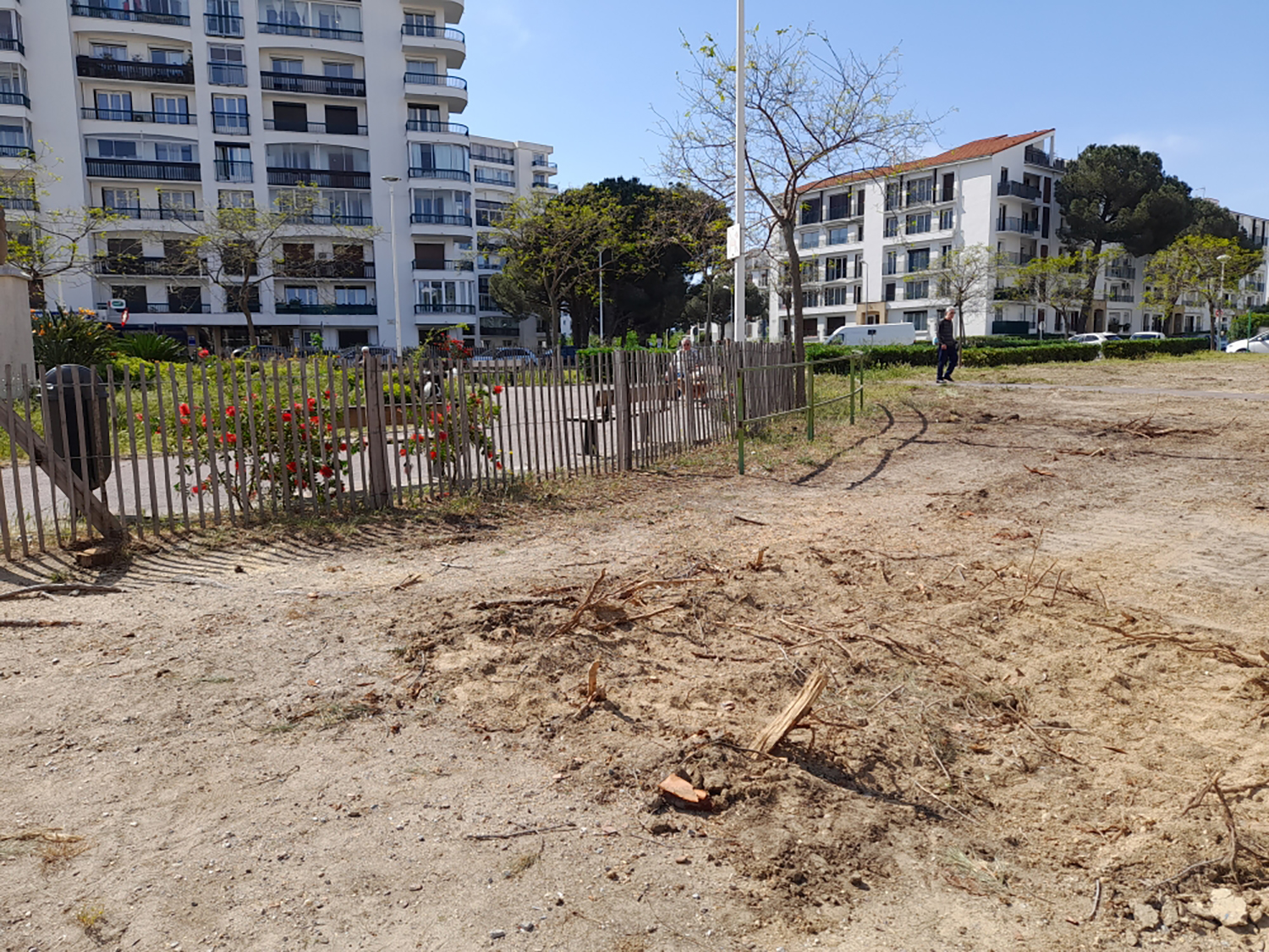 Douze pins abattus place de l’Europe