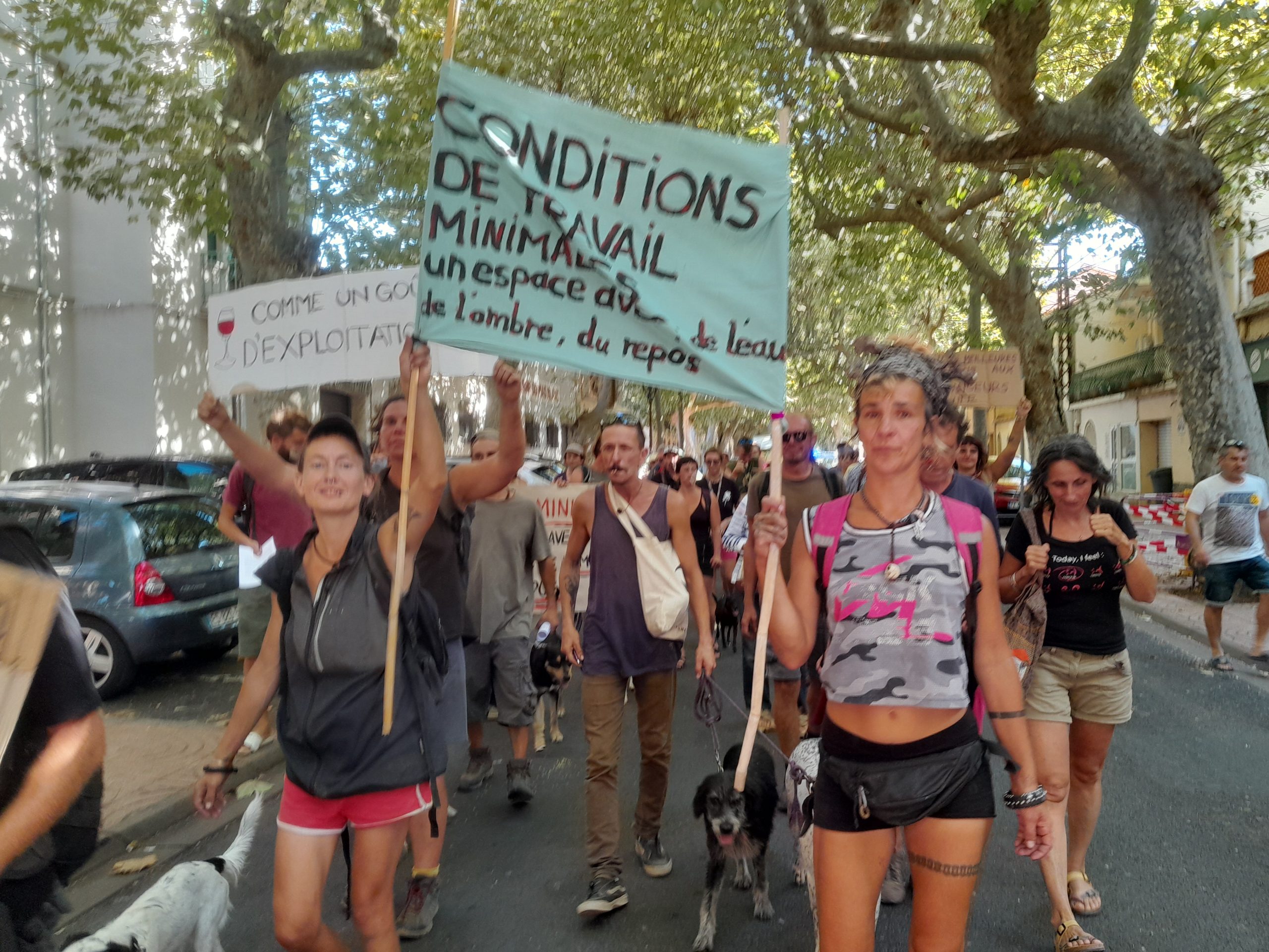 Banyuls-sur-Mer / Les vendangeurs maltraités
